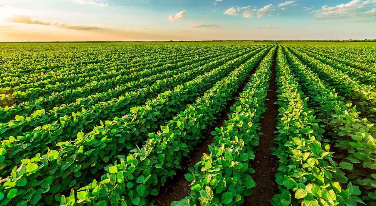A vibrant green crop field stretches toward the horizon under a sunny sky with clouds.